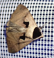 Anoba atriplaga