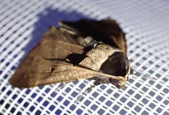Anoba atriplaga