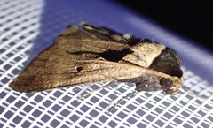 Anoba atriplaga