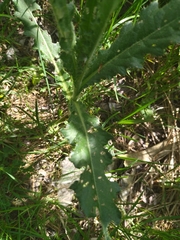 Cirsium arvense