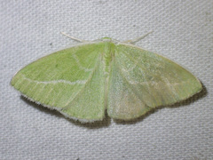 Iulops argocrana