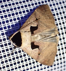 Anoba atriplaga