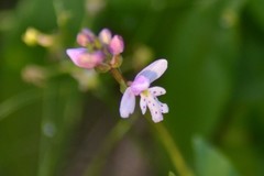 Galearis rotundifolia