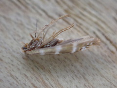 Argyresthia trifasciata