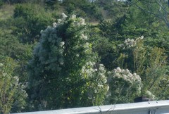 Clematis brachiata