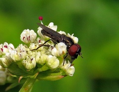 Melanogaster hirtella