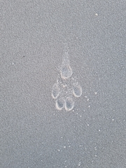 Aonyx capensis capensis