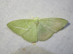 Iulops argocrana