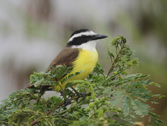 Pitangus sulphuratus
