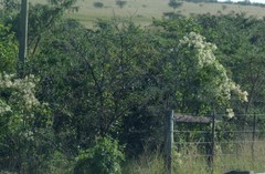 Clematis brachiata