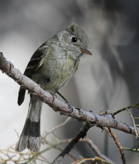 Empidonax affinis