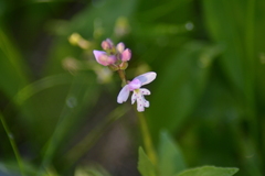 Galearis rotundifolia