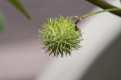 Medicago intertexta ciliaris