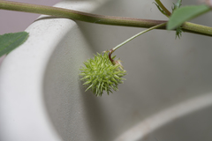 Medicago intertexta ciliaris