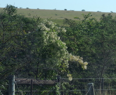 Clematis brachiata