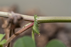 Medicago intertexta ciliaris