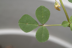 Medicago intertexta ciliaris