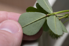 Medicago intertexta ciliaris