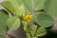 Medicago intertexta ciliaris