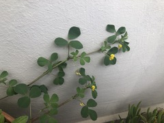 Medicago intertexta ciliaris