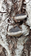 Phellinus igniarius igniarius