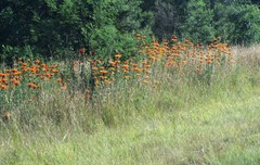 Leonotis leonurus