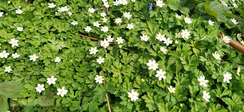 Anemone flaccida iNat (1)