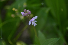 Galearis rotundifolia