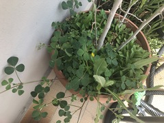 Medicago intertexta ciliaris