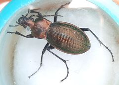 Carabus rothii