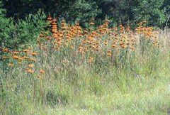 Leonotis leonurus