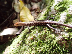 Lampropholis mirabilis