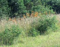 Leonotis leonurus