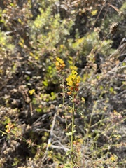 Acmispon glaber glaber