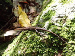 Lampropholis mirabilis