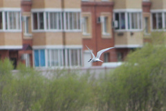 Sterna hirundo longipennis