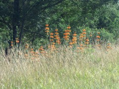 Leonotis leonurus