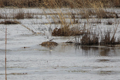 Sterna hirundo longipennis
