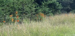 Leonotis leonurus