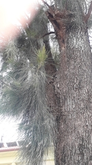 Casuarina cunninghamiana