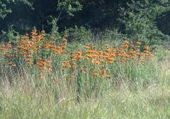 Leonotis leonurus