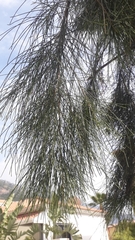 Casuarina cunninghamiana