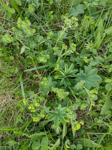 Vrkuta (Alchemilla vulgaris)