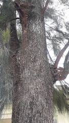 Casuarina cunninghamiana