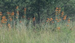 Leonotis leonurus