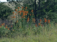 Leonotis leonurus
