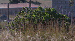 Coleus barbatus