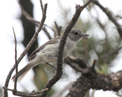 Vireo vicinior