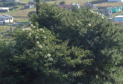 Clematis brachiata