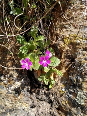 Primula hirsuta